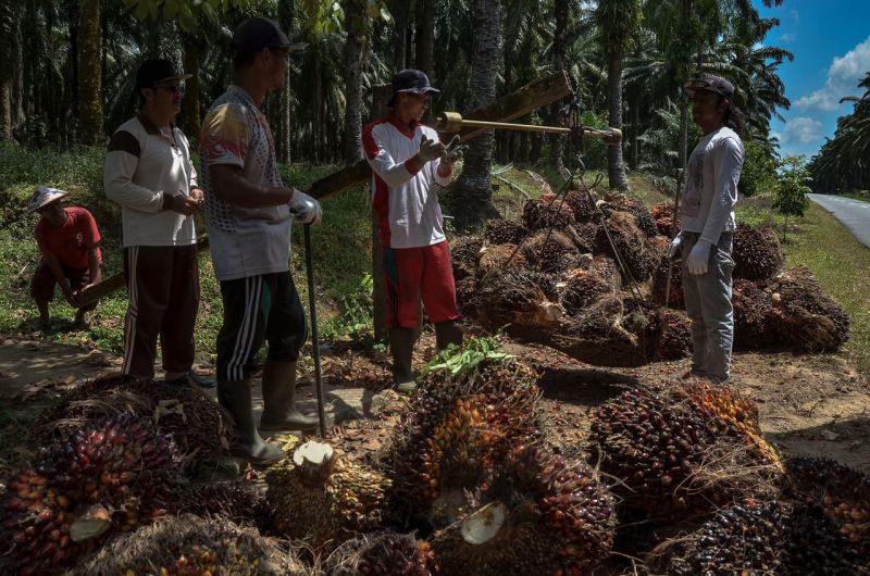 Pagi Ini, Saham-Saham CPO Berlari Kencang