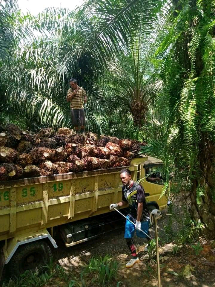 Harga TBS Naik, Petani Plasma dan Swadaya Sama-sama Sumringah