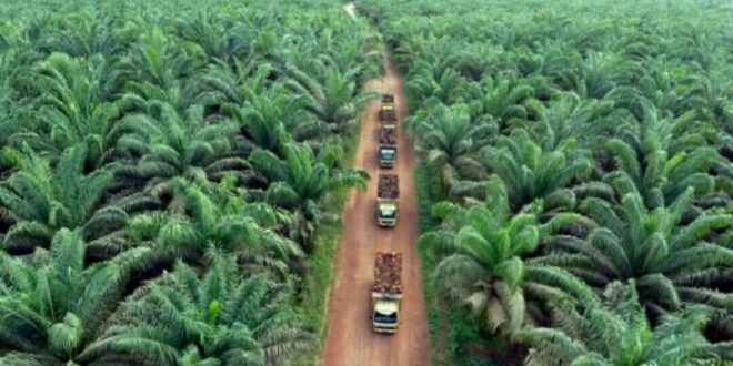 Ada yang Benci Sawit, ini Penyebabnya