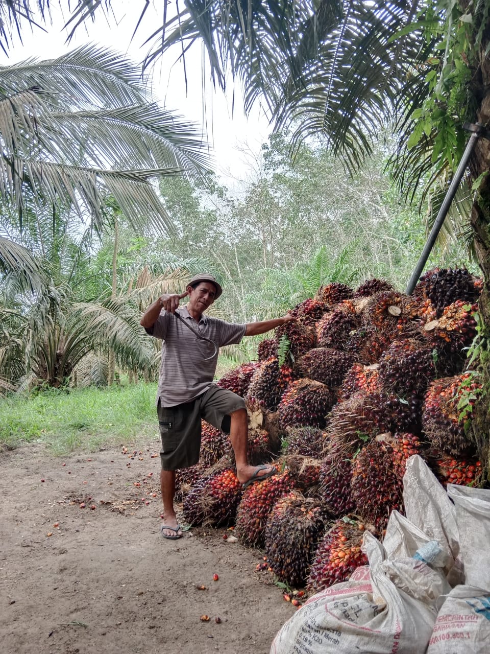Mewah, Harga Sawit di Riau Pecah Rekor Lagi
