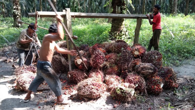 Ram Disukai Karena Harga Lebih Mahal, Bayarnya Cash Pula
