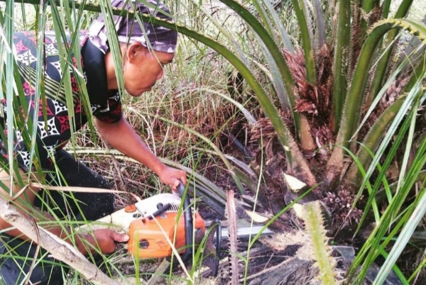 BBKSDA Riau Musnahkan 2 Hektar Kebun Sawit di Bengkalis