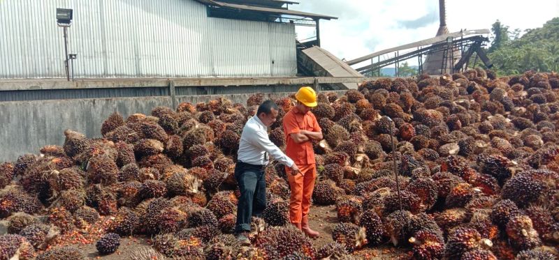 Harga Resmi TBS di Bengkulu Naik Signifikan