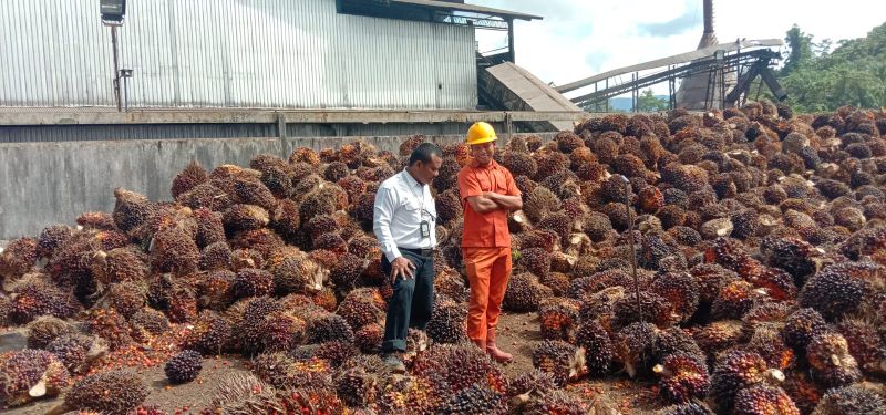 Ya Ampun, Harga TBS di Sumut Turun Lagi