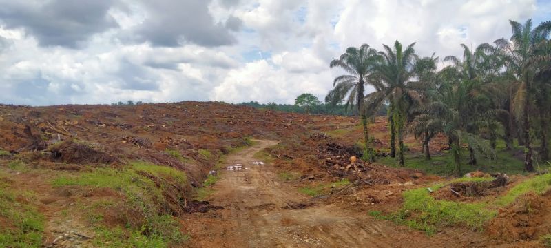 Sudah Dikucurkan Rp 6,4 Triliun, Realisasi PSR Masih Rendah