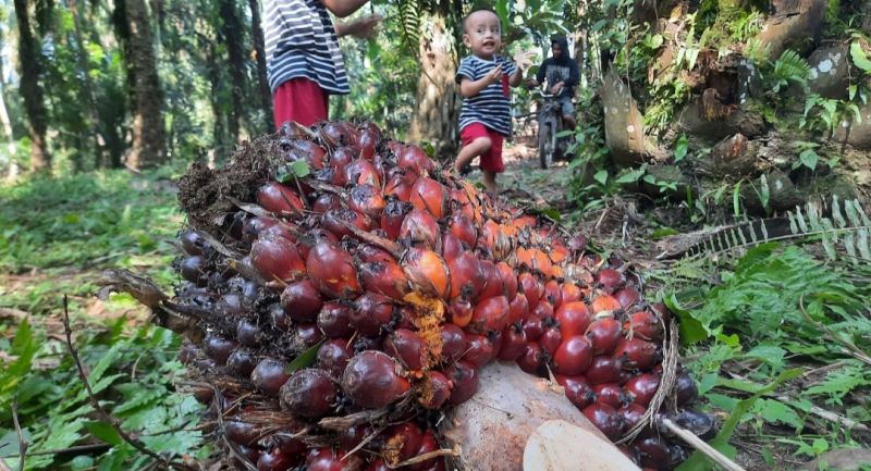 Horee!!! Harga Sawit di Riau Naik Lagi