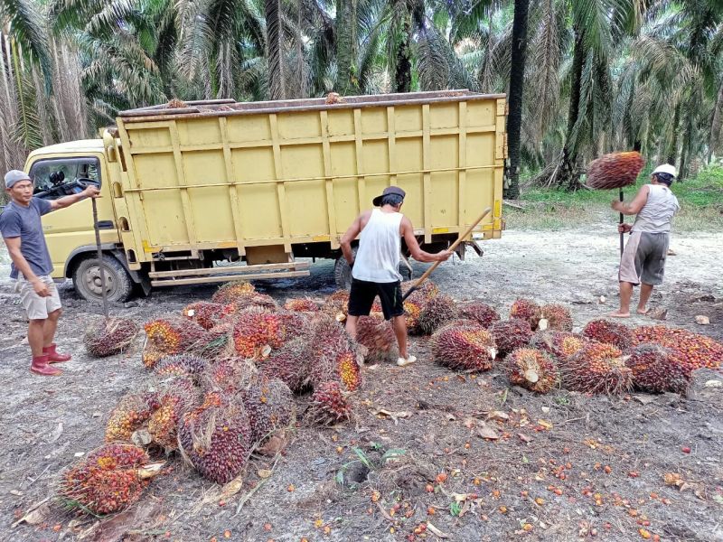 Naik Tipis, Simak Harga TBS Terkini di Aceh