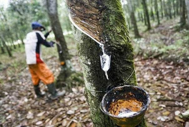 Petani Karet di Kuansing Dapat Harga Tinggi Lewat Lelang