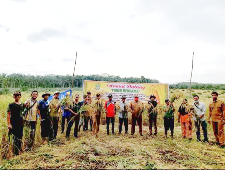 Petani Panen Padi di Kebun Sawit dan Karet yang Di-replanting