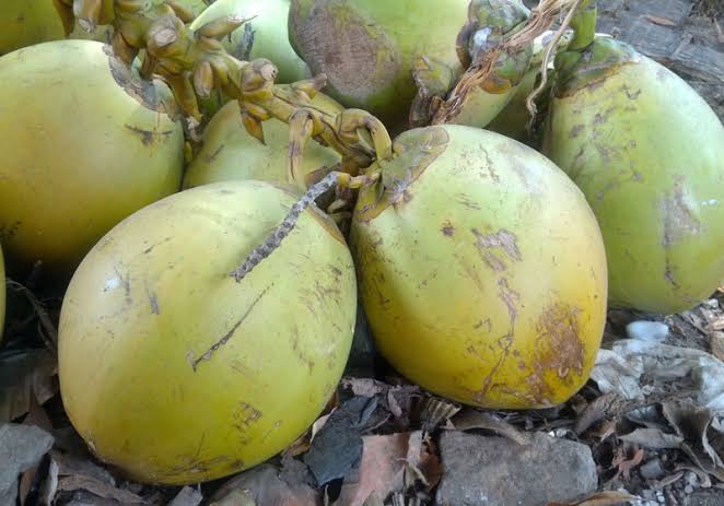 Harga Sejumlah Komoditas di Riau Cenderung Merosot
