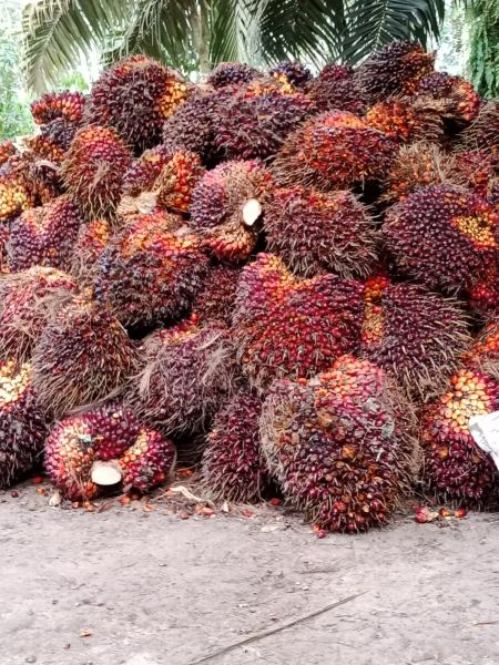 Petani Sawit Babak Belur, Kebijakan Kemendag Bikin Sengsara