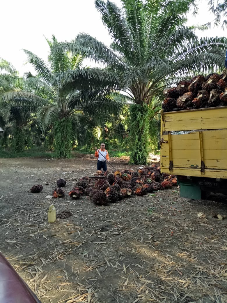 Harga TBS Petani Swadaya di Sumut Kembali Normal