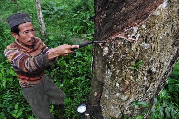 Pekan Ini, Harga Karet di Riau Masih Stabil