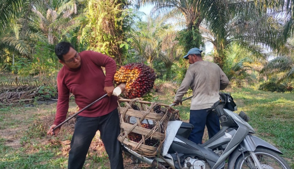 Pabrik Sawit Jangan Sembarang Potong Harga, Ada Aturannya