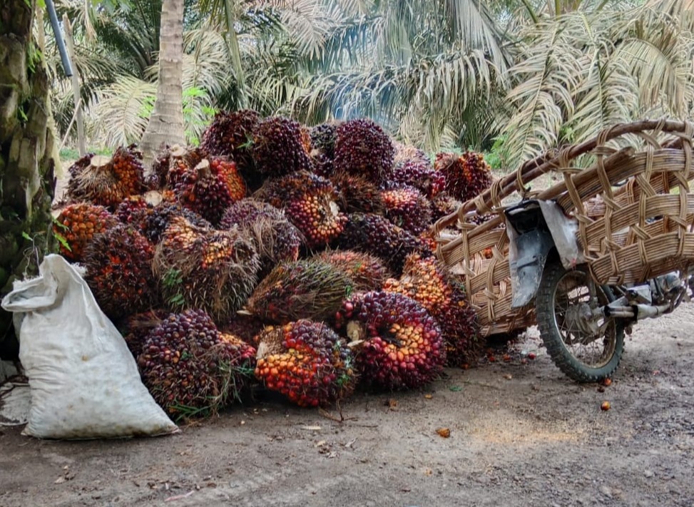 Potongan Harga Sawit Modus Pabrik 'Nakal'