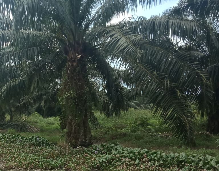 Sumsel Masih 'Raja' PSR