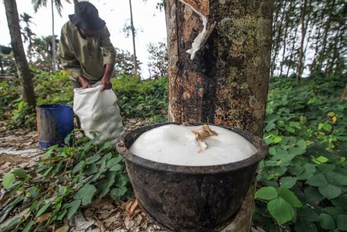Pekan Ini Harga Getah Karet Cenderung Turun di Riau