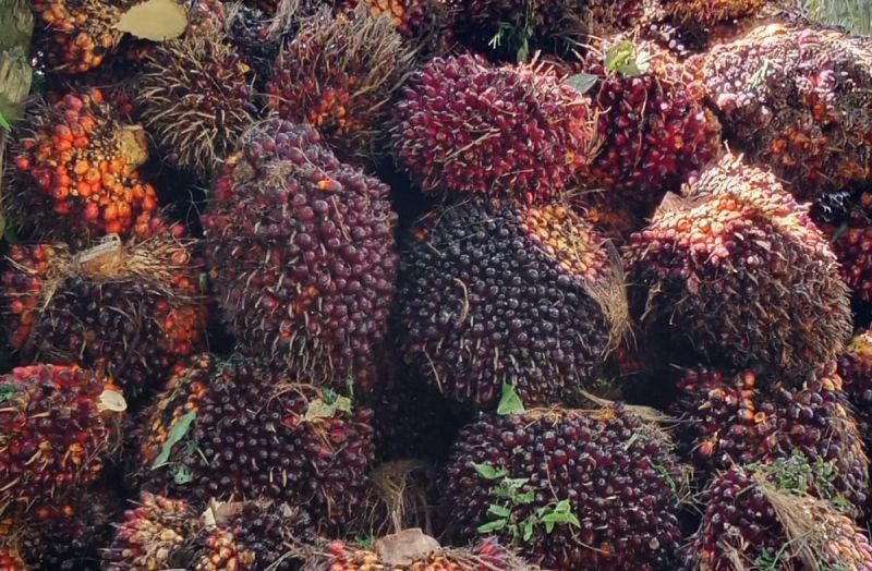 Program PSR, Petani Sawit Plasma Lebih Memilih Jadi Swadaya