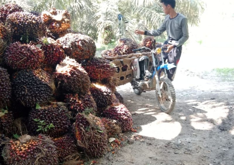 Aspekpir: Kemitraan Bisa Sejahterakan Petani Sawit
