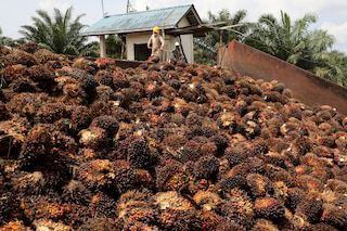 Persoalan Migor Masih Bikin Pusing, KPPU Benahi Persaingan Industri Sawit