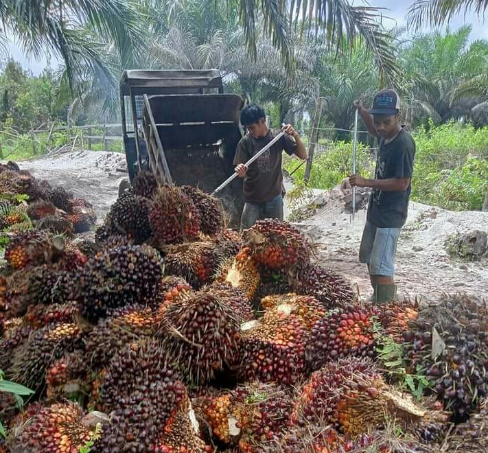 Aduh, Harga Resmi TBS Kalbar Anjlok