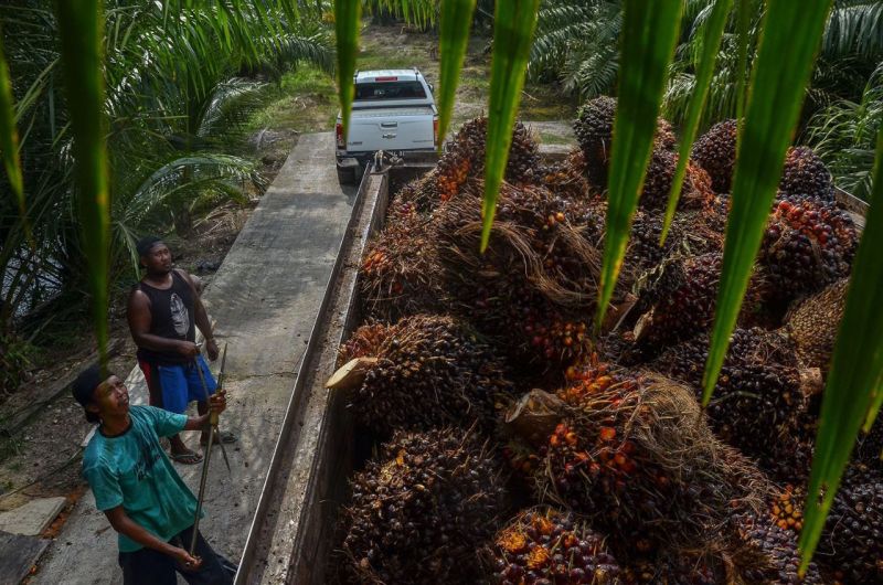 Petani Rencana Geruduk Titik Nol IKN
