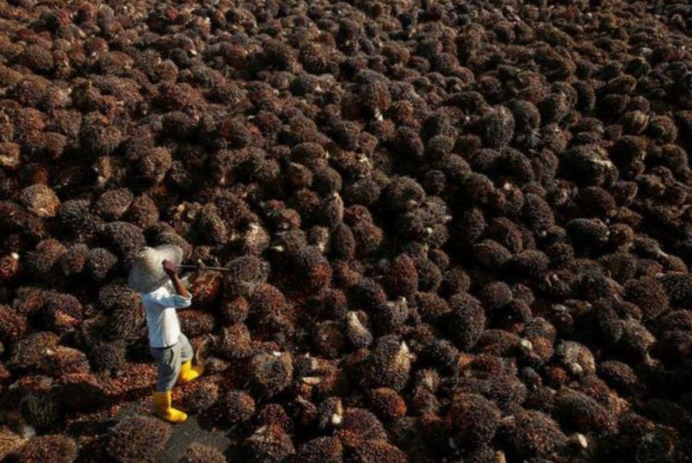 Di Bengkulu Utara, Ada BUMDes yang Mampu Mengolah 10 Ton TBS Jadi Migor