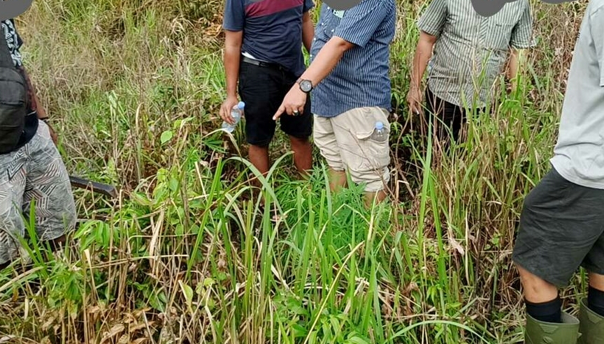 Tanaman Sela di Kebun Sawit ini Tak Biasa, Pemiliknya Diburu