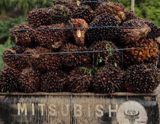 Sultan Dorong Pusat Bagi Duit Pajak Sawit ke Daerah